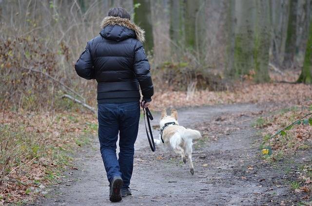 Voyager en camping avec son animal de compagnie : ce qu’il faut savoir avant de partir